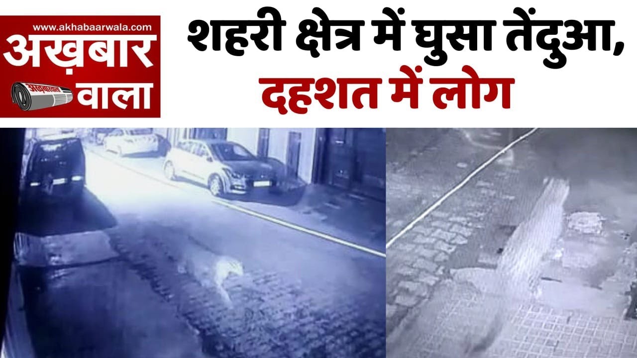 शहर में तेंदुवा Leopard in The City UP News in HIndi Meerut News
