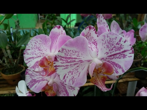 Phalaenopsis Taiwan 'Red Cat' (Splash Type) - YouTube