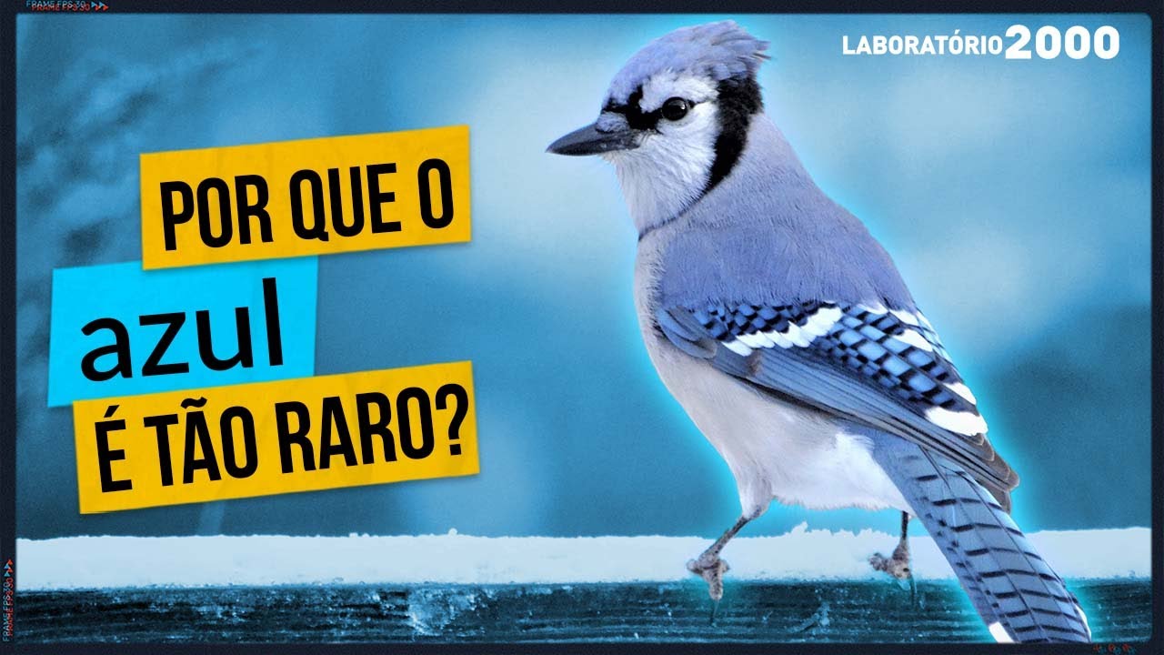 AZUL É A COR MAIS RARA