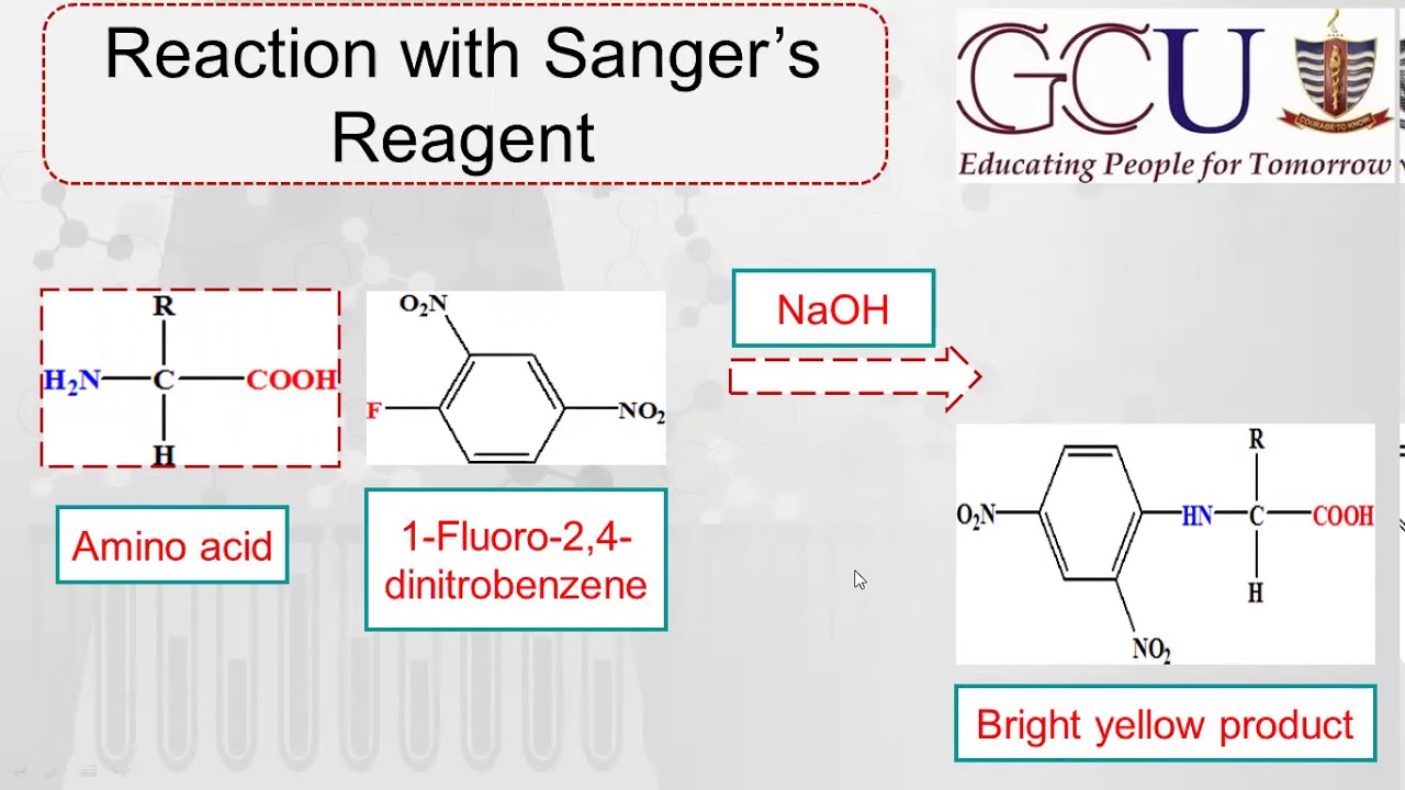 Biochemistry Lecture10 Identification of amino acidsSanger's
