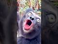 Denger Animals Sound Funny Monkey Animals Gorilla Greenscreen Reaction Shorts Shortvideo