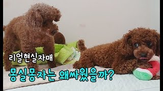 몽실몽자는 왜싸웠을까? (리얼현실자매의 신경전)