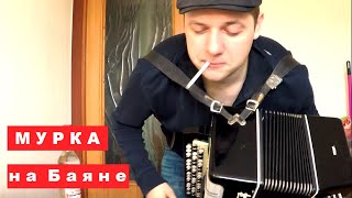 Мурка на Баяне / Murka on the Accordion