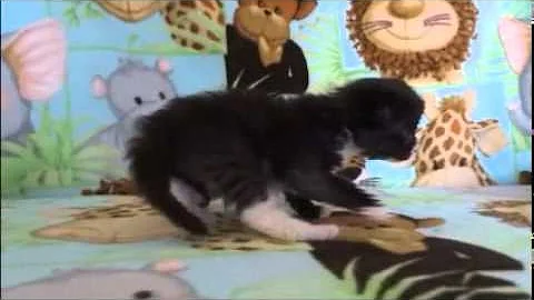 Watch the video about Zeke - Black Tuxedo Ragdoll Kitten from www.RagdollKittens.net