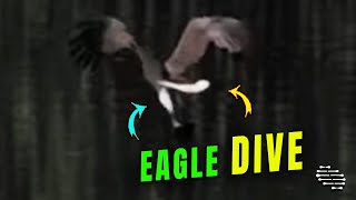 Soaring White-Bellied Sea Eagle Made a Successful Dive with Fish