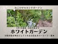 【ホワイトシェードガーデン】日陰の庭を明るくしてくれる宿根草・カラーリーフ・低木/日陰でも育てることができる宿根草などをご紹介