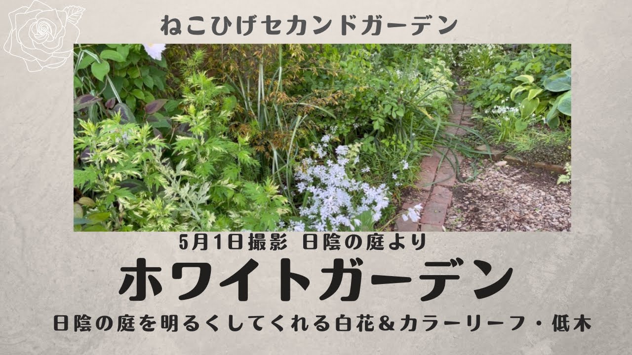 White Shade Garden] Introducing perennials, colorful leaves, and