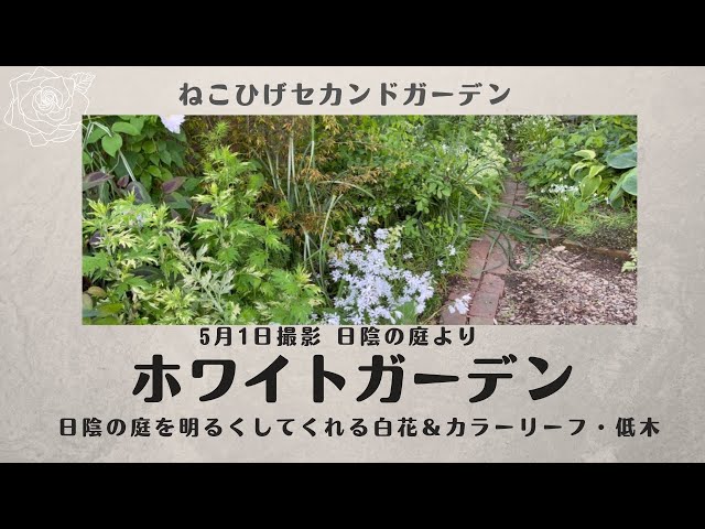 White Shade Garden] Introducing perennials, colorful leaves, and