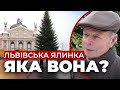 У Львові встановили головну ялинку міста: все, що потрібно знати про цьогорічне дерево