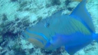 Curious Queen Triggerfish in Cayo Guillermo, Cuba