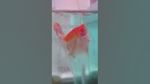 Albino red leopard angelfish en tabasco México