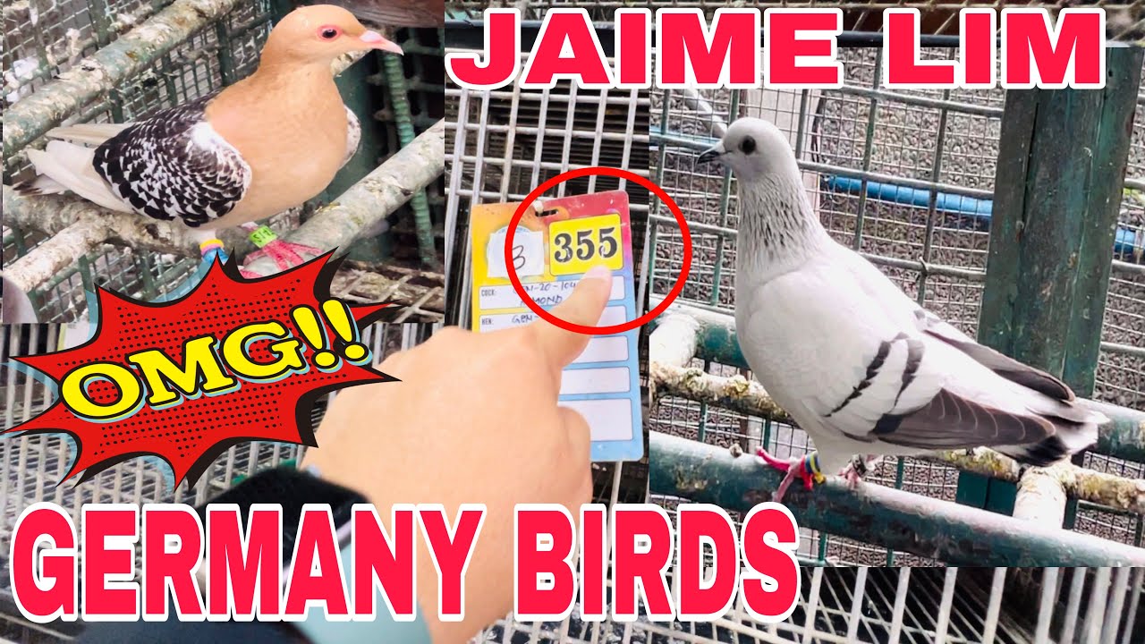 EP276 - P4 GANITO PALA ANG GERMANY BIRD GRABE ANG GANDA