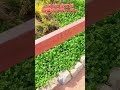 元ディズニーキャストが教える裏話‼️美女と野獣エリアのココが凄い‼️