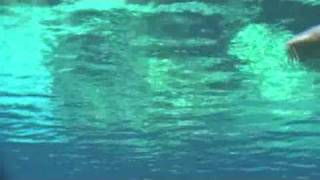 Requin 2