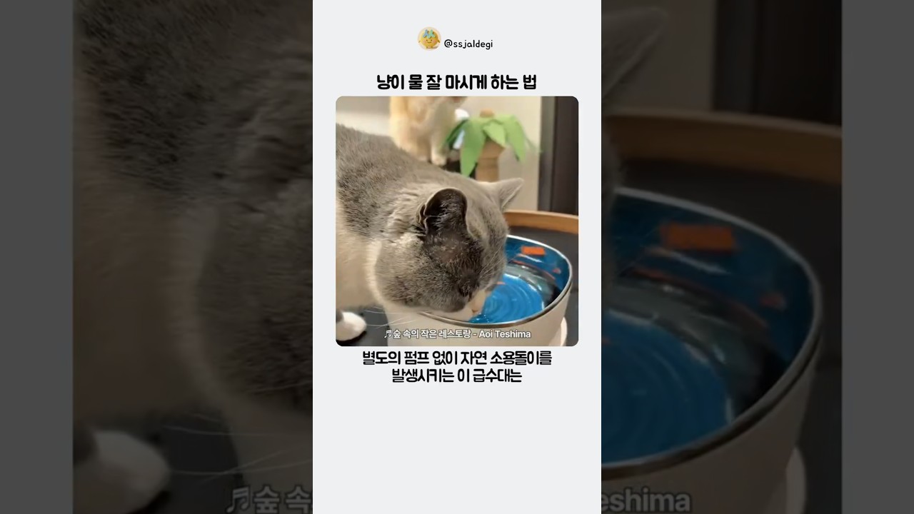 냥이 물 잘 마시게 하는 법