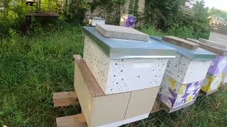 Hive Inspection Through A Child’s Eyes