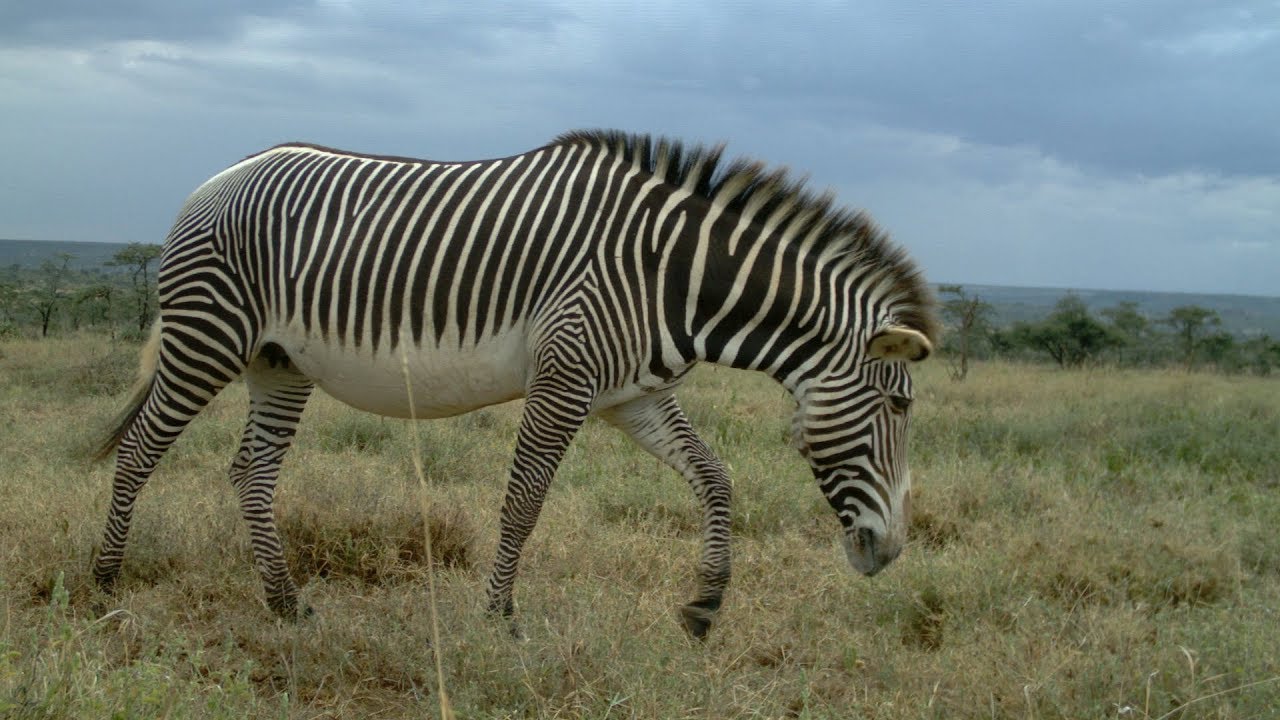 north carolina museum of natural sciences cafe Students Around the Globe Collect Quality, Eye-opening Research Data on Mammals