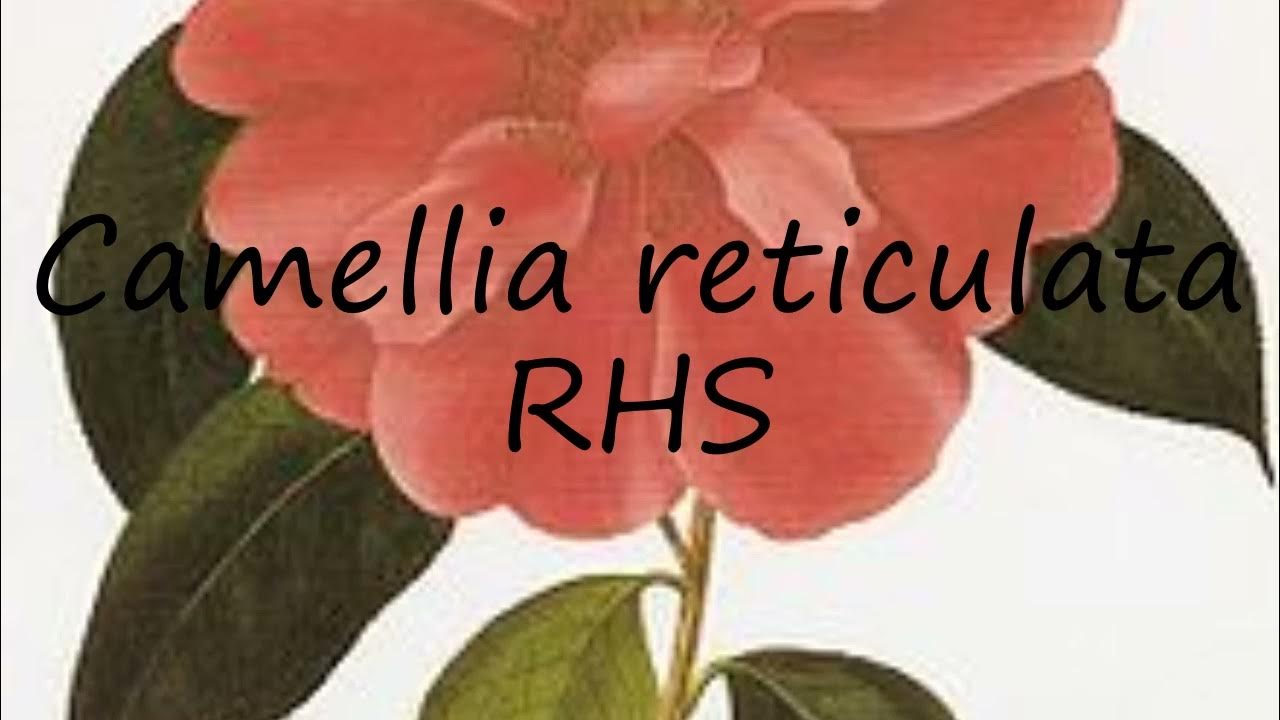 How to pronounce Camellia reticulata RHS in English? - YouTube