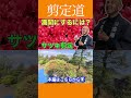 《これがポイント》満開のサツキは花後の剪定で決まる！！ #剪定方法 #庭作業 #庭木の管理 #庭木の手入れ #サツキ #初心者