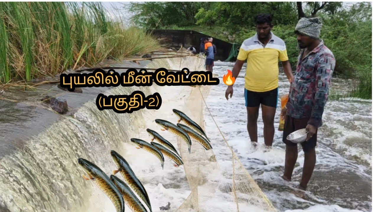 Cyclone Raining Fish மானாவாரி மீன் வேட்டை 🔥🔥🔥 #fish #cyclone #rain - YouTube