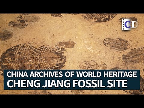 Cheng Jiang Fossil Site | China Archives of World Heritage