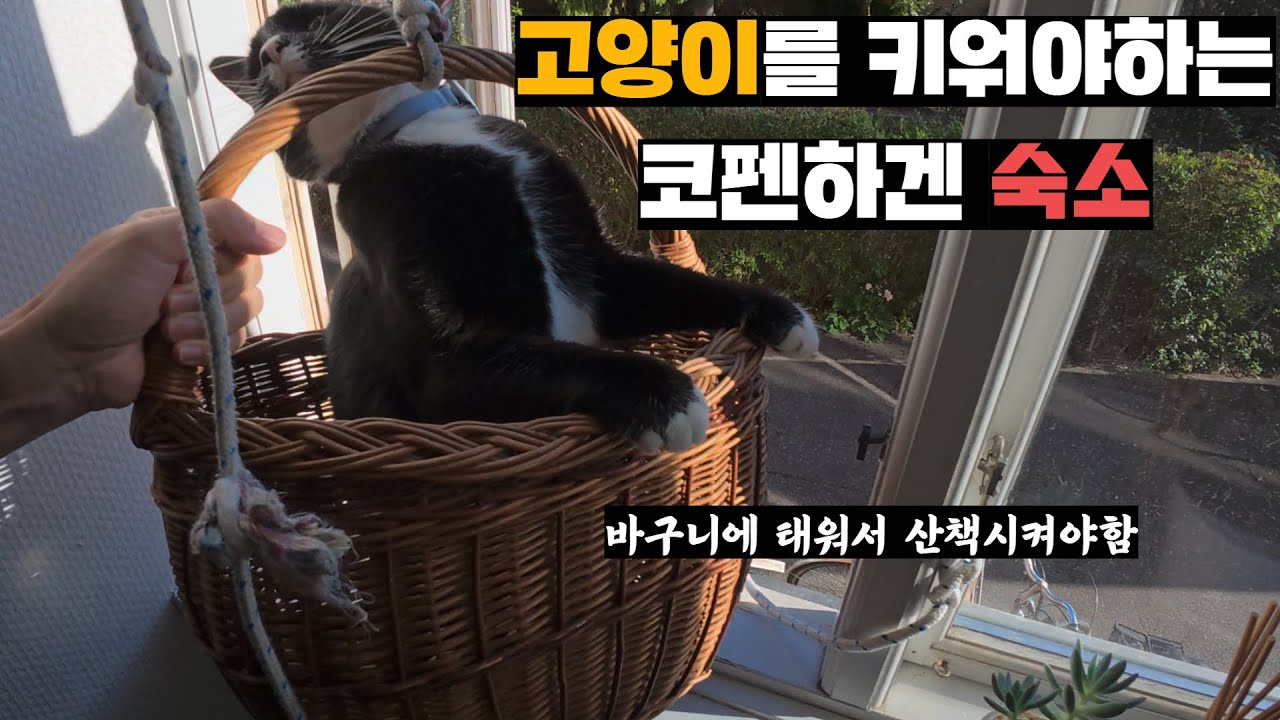 고양이를 산책시키고 똥치우고 밥도 줘야하는 덴마크 숙소와 코펜하겐 돌아다니기