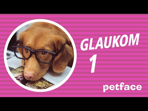 Video: Glaukom Kod Mačaka
