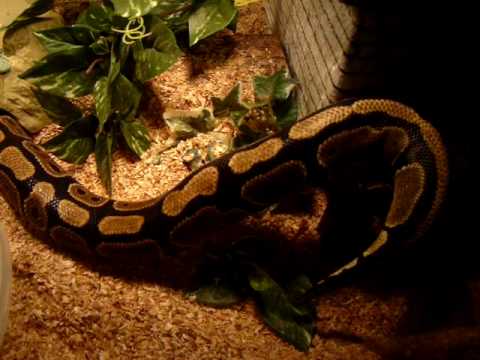 ball python tank set up - YouTube