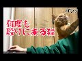用があると顔面を殴ってくる元野良猫まるとらがおもろかわいいｗ