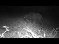 გარეული ღორი, ტახი - Wild Boar (Sus scrofa)