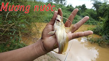 Câu cá ở cửa mương nước đục ✅