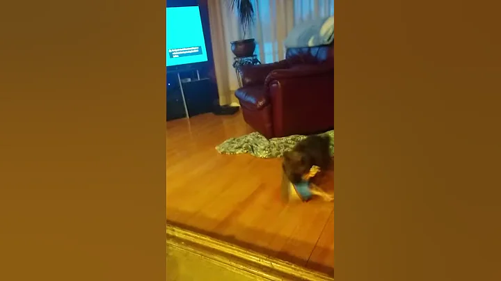 Dog going crazy
