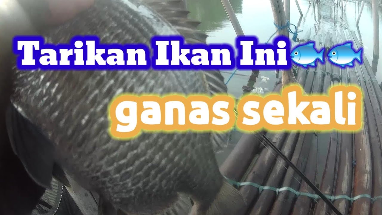 mancing rucahan muara rumpon//mancing mania Semarang//mancing ngoncer Rucahan