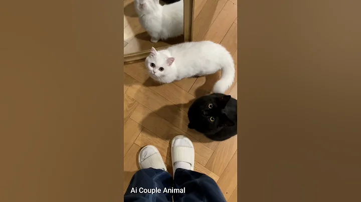 Watch the video about "The joys of free range Manx cat" | #couplecat #catlover @AiCoupleAnimal