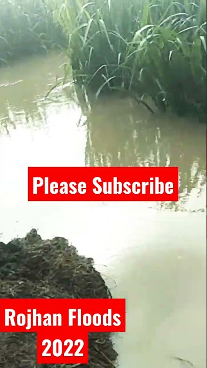 Rojhan Mazari Flood 2022 status for whatsapp#shortvideo #flood #floodinpakistan #flood2022