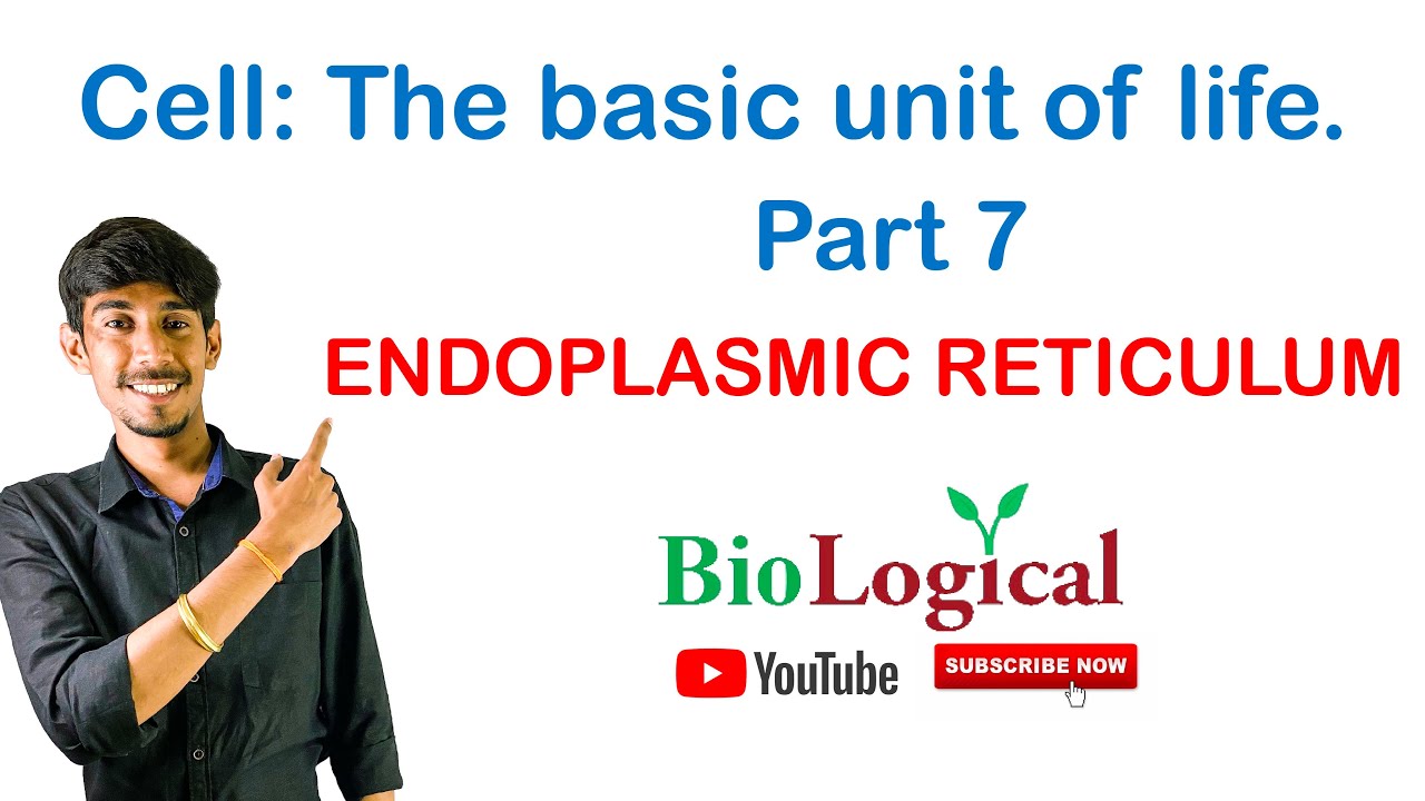 Endoplasmic reticulum structure and functions. endomembrane system