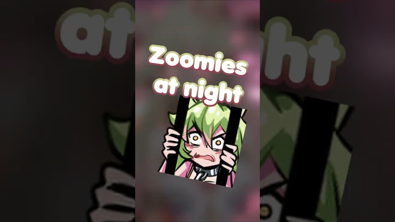zoomies at night #sutosain #shorts