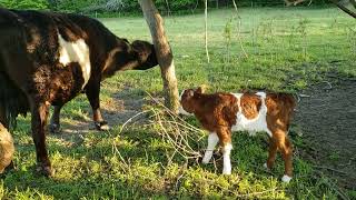 Meeting The Newborn Calf