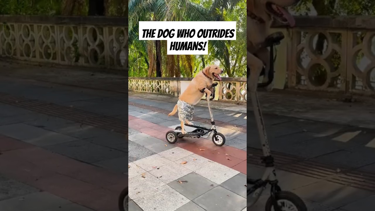 Scooter Skills: The Dog Who Outrides Humans! 