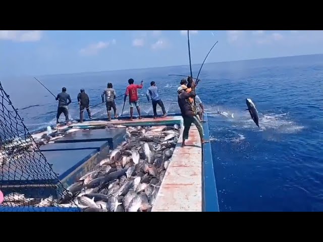 Pole and Line Tuna Fishing 