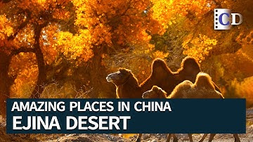 Populus Euphratica Forest in the Desert | Amazing Places in China