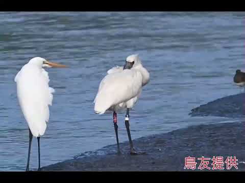 2年前韓國繫放 黑面琵鷺「12E」台東現蹤