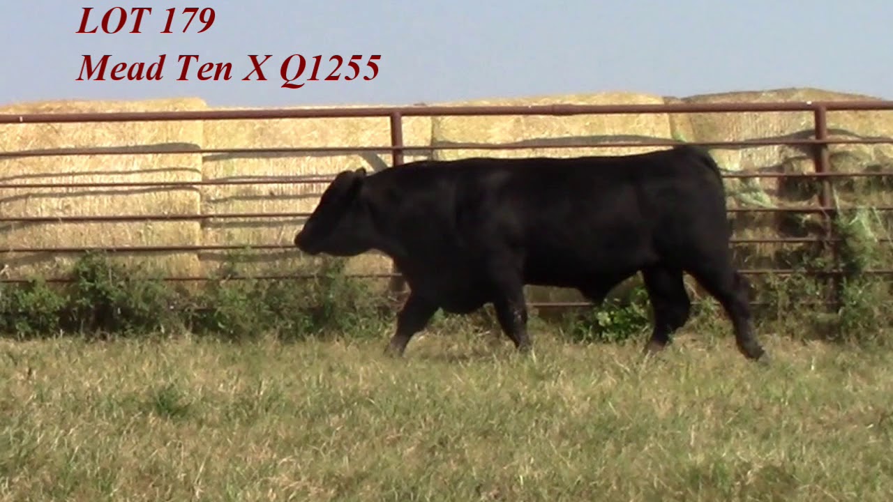 camera iphone 8 plus apk Mead Angus Lot 179