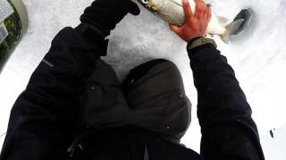 Leech Lake Tullibee Action - Monster Whitefish and Sucker caught!