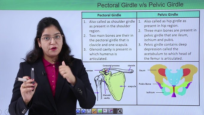 PELVIC GIRDLE OF BIRD-REPTILE-MAMMALE-COMPARITIVE ANATOMY