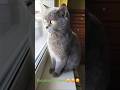 Кицюня #cat #cats #catvideos #кот #котик