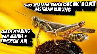 SUARA BELALANG EMAS COCOK BUAT MASTERAN BURUNG SUARA JERNIH + KEMERICIK AIR