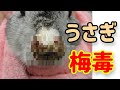 知っておくべき うさぎの怖い病気【うさぎ梅毒】#54　うさぎの病気 Vol.20