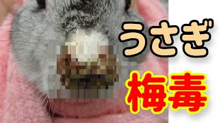 知っておくべき うさぎの怖い病気【うさぎ梅毒】#54　うさぎの病気 Vol.20