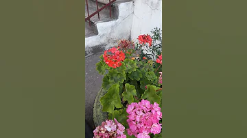 Колибри -  самый маленький вид птиц в мире